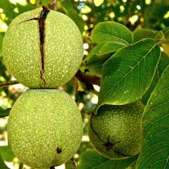 walnuts fruit used to make walnut oil